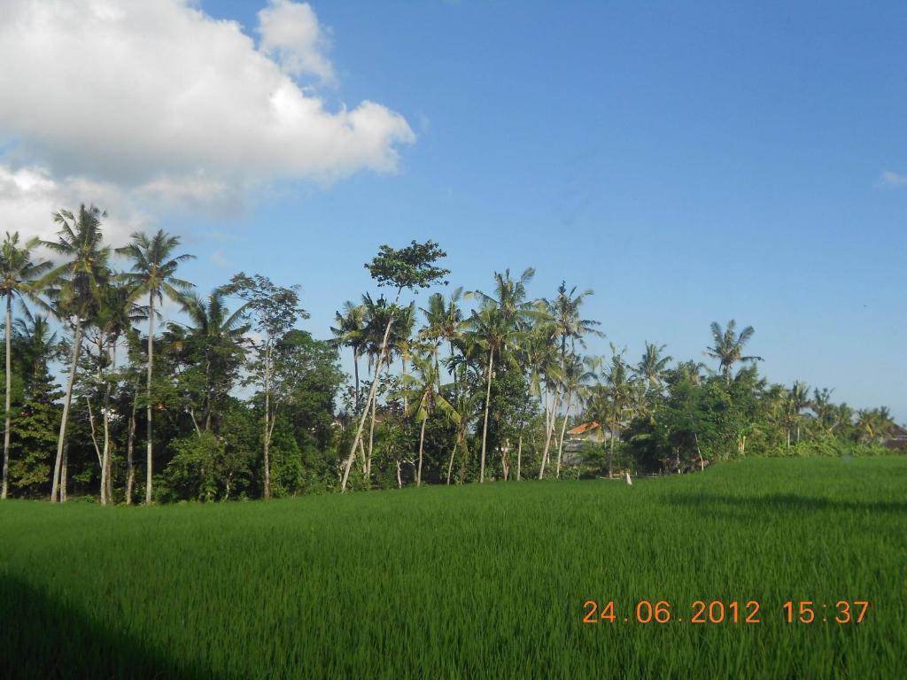 Villa Jasmine B&B Ubud Værelse billede