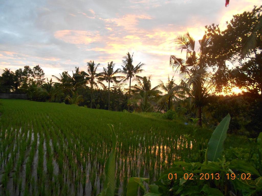 Villa Jasmine B&B Ubud Værelse billede